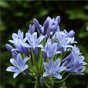 Agapanthus 'Peter Pan'